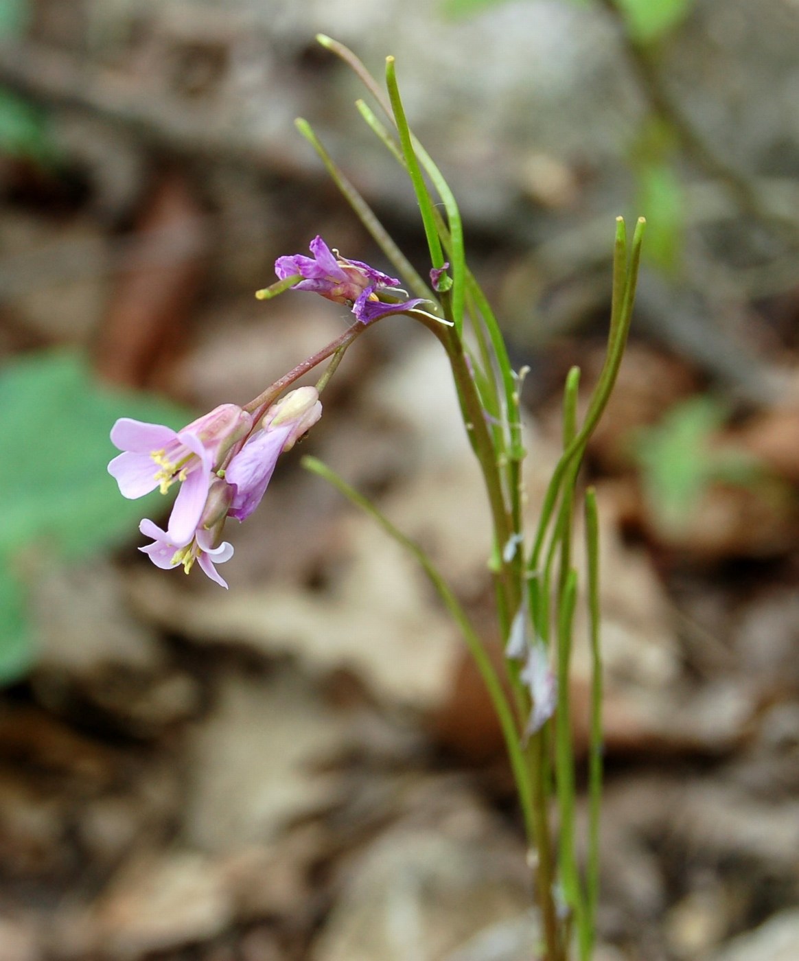 Arabette, voglia di primavera